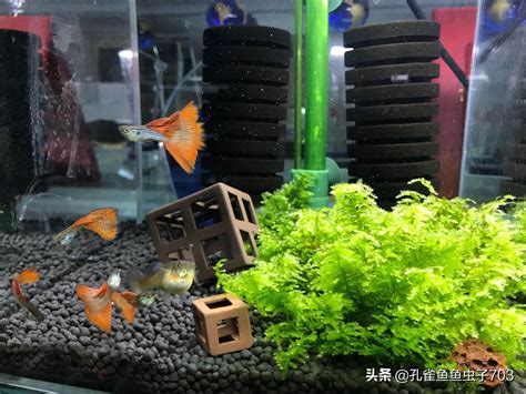 魚死了要換水嗎|4種魚缸換水的方式：最好就是換水+清缸一次搞定